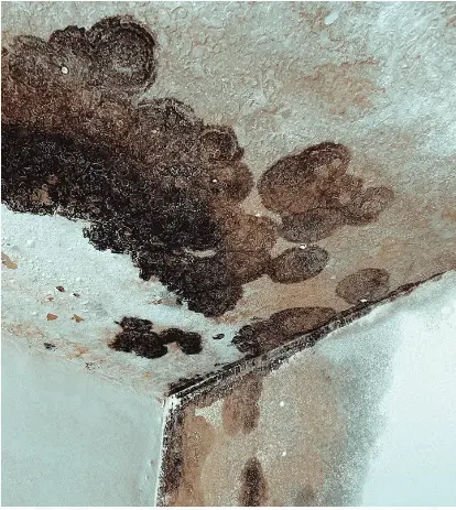 Mold Detection